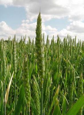 El genoma del trigo es cinco veces el humano
